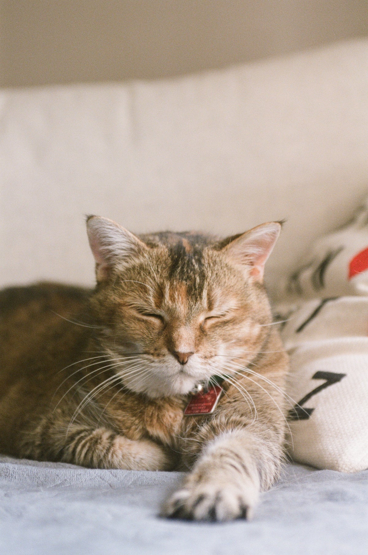 Cat Grooming