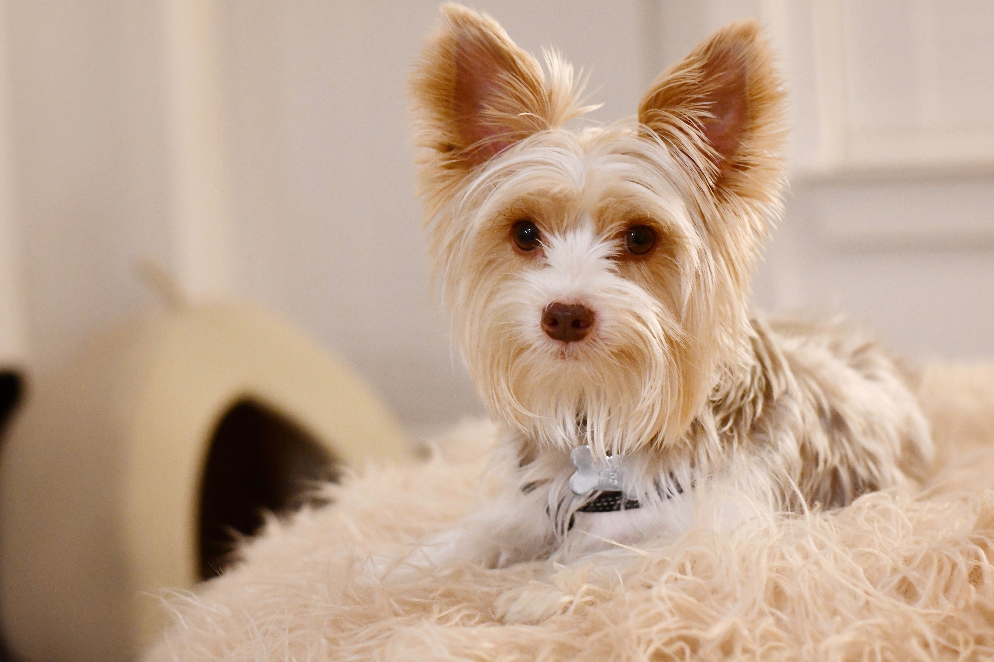 Dog Grooming