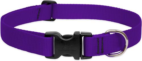 LupinePet Basic Solids Purple Adjustable Dog Collar - 1 in x 16-28 in