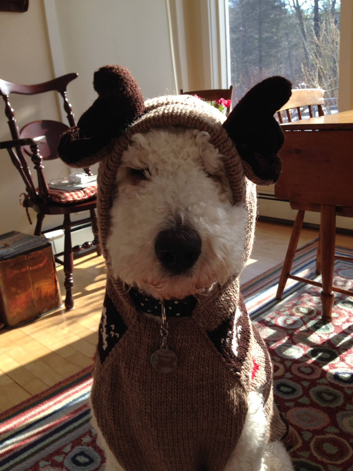 Moosey Dog Hoodie