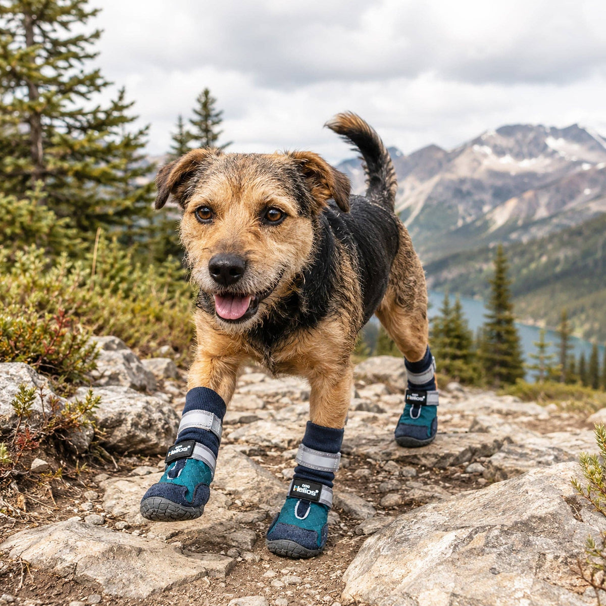 Dog Helios 'Traverse' Premium Grip High-Ankle Outdoor Dog