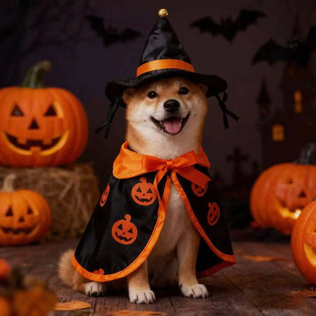 Ozzie - Pumpkin Witch Hat Halloween Pet Costume