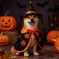 Ozzie - Pumpkin Witch Hat Halloween Pet Costume