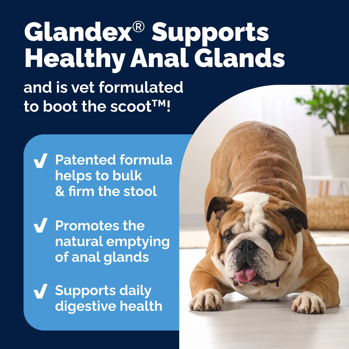 Glandex Anal Gland Support Soft Chews Bacon & Pumpkin 30ct